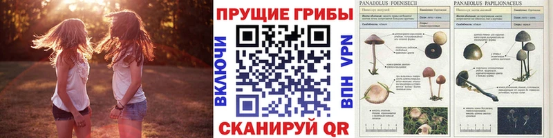 купить наркотики цена  Кинель  Псилоцибиновые грибы мухоморы 