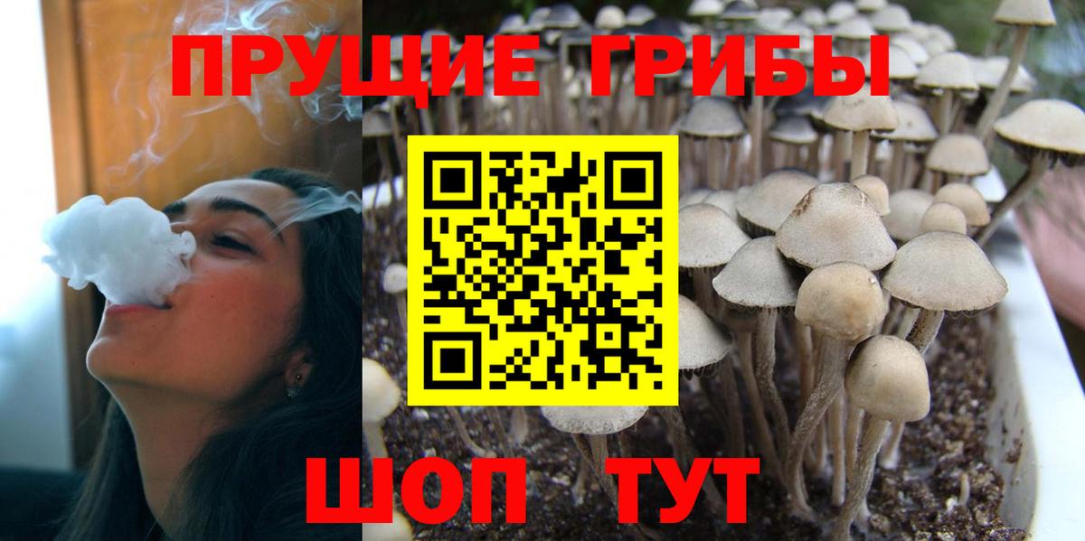Галлюциногенные грибы Psilocybe  Вход с VPN  Кинель 